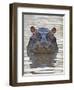 Hippopotamus (Hippopotamus Amphibius), Serengeti National Park, Tanzania, East Africa, Africa-James Hager-Framed Photographic Print