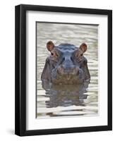 Hippopotamus (Hippopotamus Amphibius), Serengeti National Park, Tanzania, East Africa, Africa-James Hager-Framed Photographic Print