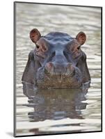 Hippopotamus (Hippopotamus Amphibius), Serengeti National Park, Tanzania, East Africa, Africa-James Hager-Mounted Photographic Print