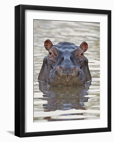 Hippopotamus (Hippopotamus Amphibius), Serengeti National Park, Tanzania, East Africa, Africa-James Hager-Framed Photographic Print