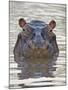 Hippopotamus (Hippopotamus Amphibius), Serengeti National Park, Tanzania, East Africa, Africa-James Hager-Mounted Photographic Print