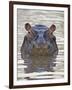 Hippopotamus (Hippopotamus Amphibius), Serengeti National Park, Tanzania, East Africa, Africa-James Hager-Framed Photographic Print