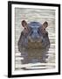 Hippopotamus (Hippopotamus Amphibius), Serengeti National Park, Tanzania, East Africa, Africa-James Hager-Framed Photographic Print