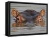 Hippopotamus (Hippopotamus Amphibius), Serengeti National Park, Tanzania, East Africa, Africa-James Hager-Framed Stretched Canvas