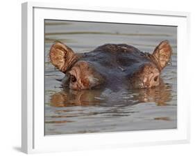 Hippopotamus (Hippopotamus Amphibius), Serengeti National Park, Tanzania, East Africa, Africa-James Hager-Framed Photographic Print