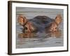 Hippopotamus (Hippopotamus Amphibius), Serengeti National Park, Tanzania, East Africa, Africa-James Hager-Framed Photographic Print