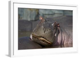 Hippopotamus (Hippopotamus Amphibius), Serengeti National Park, Tanzania, East Africa, Africa-James Hager-Framed Photographic Print