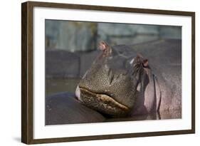 Hippopotamus (Hippopotamus Amphibius), Serengeti National Park, Tanzania, East Africa, Africa-James Hager-Framed Photographic Print