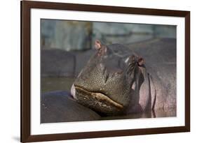 Hippopotamus (Hippopotamus Amphibius), Serengeti National Park, Tanzania, East Africa, Africa-James Hager-Framed Photographic Print