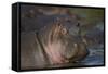 Hippopotamus (Hippopotamus Amphibius), Serengeti National Park, Tanzania, East Africa, Africa-James Hager-Framed Stretched Canvas