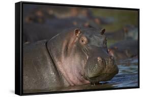 Hippopotamus (Hippopotamus Amphibius), Serengeti National Park, Tanzania, East Africa, Africa-James Hager-Framed Stretched Canvas