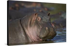 Hippopotamus (Hippopotamus Amphibius), Serengeti National Park, Tanzania, East Africa, Africa-James Hager-Stretched Canvas