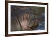 Hippopotamus (Hippopotamus Amphibius), Serengeti National Park, Tanzania, East Africa, Africa-James Hager-Framed Photographic Print