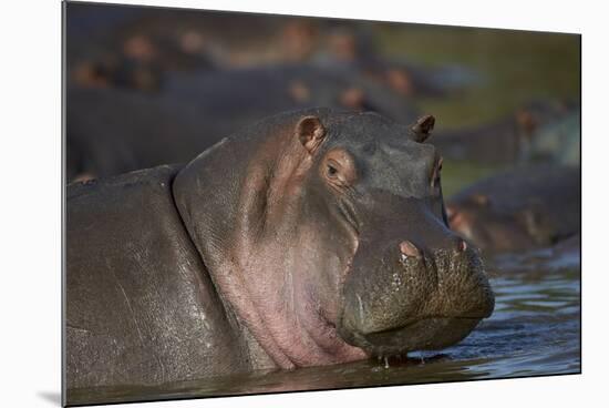 Hippopotamus (Hippopotamus Amphibius), Serengeti National Park, Tanzania, East Africa, Africa-James Hager-Mounted Photographic Print