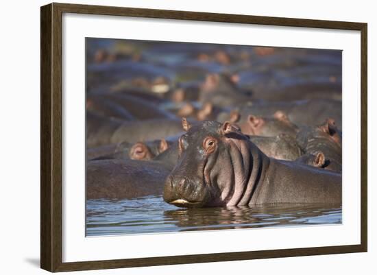 Hippopotamus (Hippopotamus Amphibius), Serengeti National Park, Tanzania, East Africa, Africa-James Hager-Framed Photographic Print