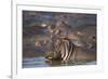 Hippopotamus (Hippopotamus Amphibius), Serengeti National Park, Tanzania, East Africa, Africa-James Hager-Framed Photographic Print