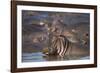 Hippopotamus (Hippopotamus Amphibius), Serengeti National Park, Tanzania, East Africa, Africa-James Hager-Framed Photographic Print