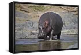 Hippopotamus (Hippopotamus Amphibius), Serengeti National Park, Tanzania, East Africa, Africa-James Hager-Framed Stretched Canvas