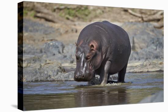 Hippopotamus (Hippopotamus Amphibius), Serengeti National Park, Tanzania, East Africa, Africa-James Hager-Stretched Canvas