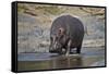 Hippopotamus (Hippopotamus Amphibius), Serengeti National Park, Tanzania, East Africa, Africa-James Hager-Framed Stretched Canvas