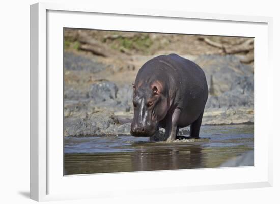 Hippopotamus (Hippopotamus Amphibius), Serengeti National Park, Tanzania, East Africa, Africa-James Hager-Framed Photographic Print