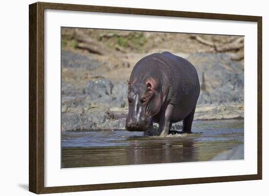 Hippopotamus (Hippopotamus Amphibius), Serengeti National Park, Tanzania, East Africa, Africa-James Hager-Framed Photographic Print