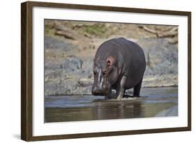 Hippopotamus (Hippopotamus Amphibius), Serengeti National Park, Tanzania, East Africa, Africa-James Hager-Framed Photographic Print