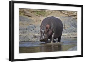 Hippopotamus (Hippopotamus Amphibius), Serengeti National Park, Tanzania, East Africa, Africa-James Hager-Framed Photographic Print