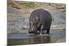 Hippopotamus (Hippopotamus Amphibius), Serengeti National Park, Tanzania, East Africa, Africa-James Hager-Mounted Photographic Print