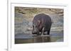 Hippopotamus (Hippopotamus Amphibius), Serengeti National Park, Tanzania, East Africa, Africa-James Hager-Framed Photographic Print