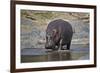 Hippopotamus (Hippopotamus Amphibius), Serengeti National Park, Tanzania, East Africa, Africa-James Hager-Framed Photographic Print