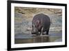 Hippopotamus (Hippopotamus Amphibius), Serengeti National Park, Tanzania, East Africa, Africa-James Hager-Framed Photographic Print