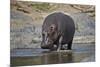 Hippopotamus (Hippopotamus Amphibius), Serengeti National Park, Tanzania, East Africa, Africa-James Hager-Mounted Photographic Print