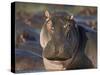 Hippopotamus (Hippopotamus Amphibius), Serengeti National Park, Tanzania, East Africa, Africa-James Hager-Stretched Canvas