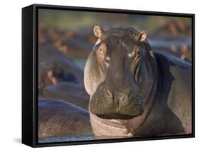 Hippopotamus (Hippopotamus Amphibius), Serengeti National Park, Tanzania, East Africa, Africa-James Hager-Framed Stretched Canvas