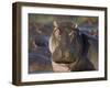 Hippopotamus (Hippopotamus Amphibius), Serengeti National Park, Tanzania, East Africa, Africa-James Hager-Framed Premium Photographic Print