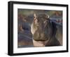 Hippopotamus (Hippopotamus Amphibius), Serengeti National Park, Tanzania, East Africa, Africa-James Hager-Framed Premium Photographic Print