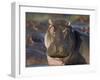 Hippopotamus (Hippopotamus Amphibius), Serengeti National Park, Tanzania, East Africa, Africa-James Hager-Framed Premium Photographic Print