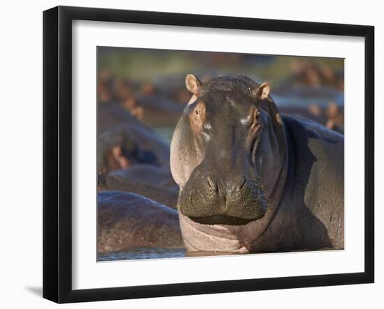 Hippopotamus (Hippopotamus Amphibius), Serengeti National Park, Tanzania, East Africa, Africa-James Hager-Framed Photographic Print