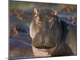 Hippopotamus (Hippopotamus Amphibius), Serengeti National Park, Tanzania, East Africa, Africa-James Hager-Mounted Photographic Print