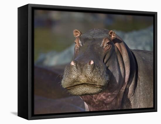 Hippopotamus (Hippopotamus Amphibius), Serengeti National Park, Tanzania, East Africa, Africa-James Hager-Framed Stretched Canvas