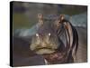 Hippopotamus (Hippopotamus Amphibius), Serengeti National Park, Tanzania, East Africa, Africa-James Hager-Stretched Canvas