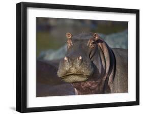 Hippopotamus (Hippopotamus Amphibius), Serengeti National Park, Tanzania, East Africa, Africa-James Hager-Framed Premium Photographic Print