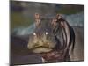 Hippopotamus (Hippopotamus Amphibius), Serengeti National Park, Tanzania, East Africa, Africa-James Hager-Mounted Premium Photographic Print