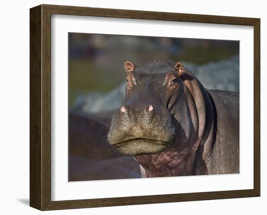 Hippopotamus (Hippopotamus Amphibius), Serengeti National Park, Tanzania, East Africa, Africa-James Hager-Framed Photographic Print