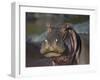 Hippopotamus (Hippopotamus Amphibius), Serengeti National Park, Tanzania, East Africa, Africa-James Hager-Framed Photographic Print