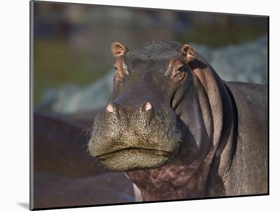 Hippopotamus (Hippopotamus Amphibius), Serengeti National Park, Tanzania, East Africa, Africa-James Hager-Mounted Photographic Print