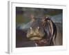 Hippopotamus (Hippopotamus Amphibius), Serengeti National Park, Tanzania, East Africa, Africa-James Hager-Framed Photographic Print