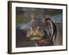 Hippopotamus (Hippopotamus Amphibius), Serengeti National Park, Tanzania, East Africa, Africa-James Hager-Framed Photographic Print