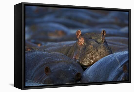 Hippopotamus (Hippopotamus Amphibius), Serengeti National Park, Tanzania, East Africa, Africa-James Hager-Framed Stretched Canvas